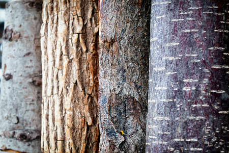 closeup of a tree trunk - barkの写真素材