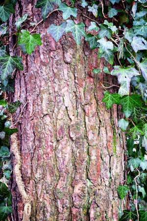 closeup of a tree trunk - barkの写真素材