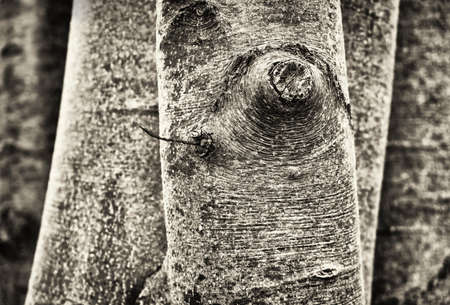 closeup of a tree trunk - bark