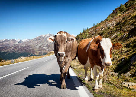 two cows at a country road in austriaの写真素材