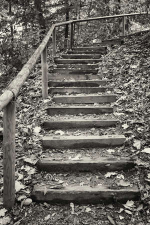 steps at a footpath in a forestの写真素材