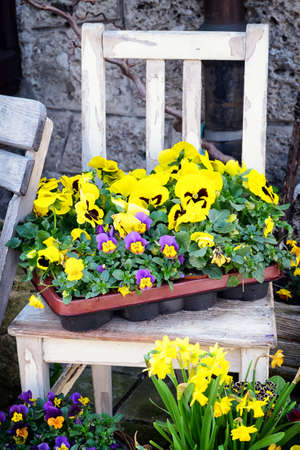 beautiful flower decoration and old chairの写真素材