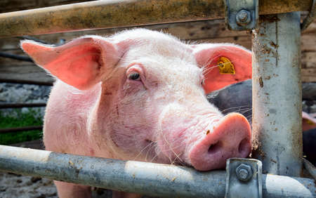piglet at a farm - closeup