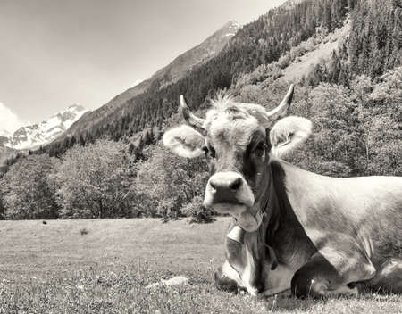 cow at the european alpsの写真素材