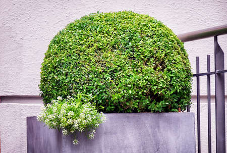 nice little bush in front of a wallの写真素材