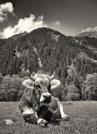 cow at the european alpsの写真素材