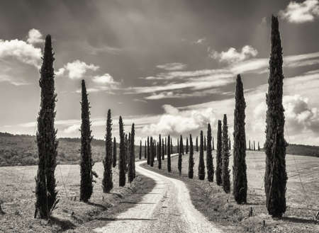 cypress trees at a dirt road in italyの写真素材