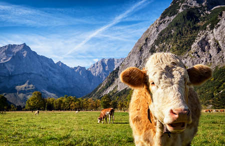 cows at the karwendel mountains in austria