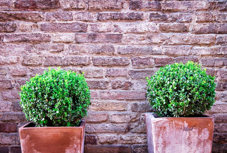 nice little bush in front of a wallの写真素材