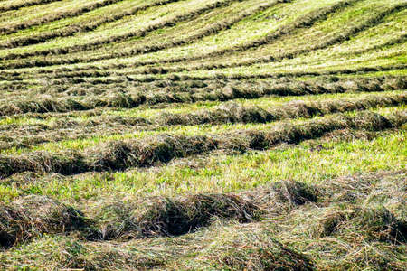 rows of hay at a fieldの写真素材