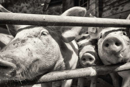 beautiful piglets at a farm