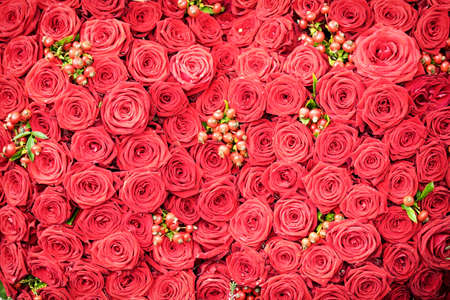 beautiful red roses - full frameの写真素材