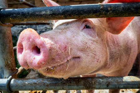 piglet at a farm - closeupの写真素材
