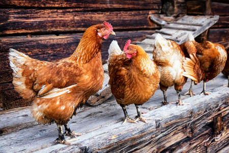 chicken at an old farmの写真素材