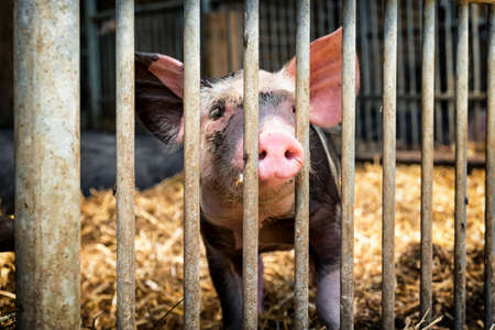 piglet at a farm - closeupの写真素材