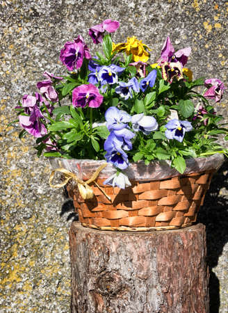 viola - pansy in a basketの写真素材