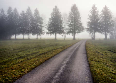 fog at a country road