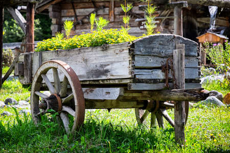 flowers in an old cartの写真素材