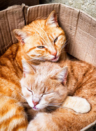 two cats in a boxの写真素材