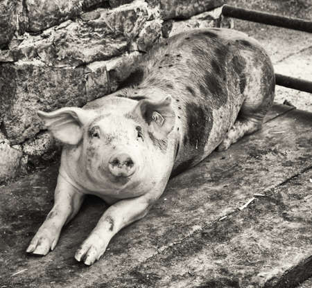 piglet at a farm - closeupの写真素材