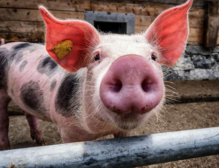 piglet at a farm - closeupの写真素材