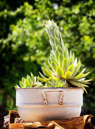 cactus at a backyardの写真素材