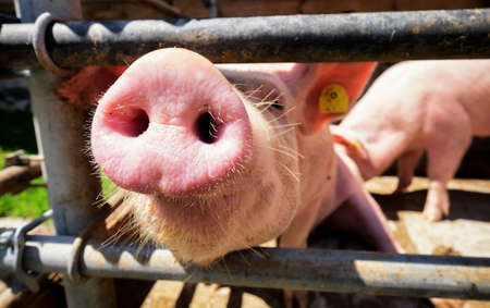 piglet at a farm - closeupの写真素材