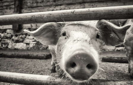 piglet at a farm - closeupの写真素材