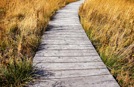 wooden gardenpath at a meadowの写真素材