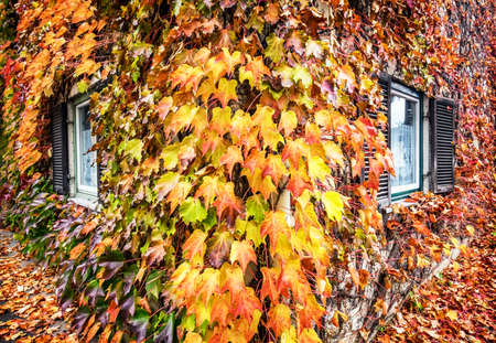 beautiful ivy at an old facade