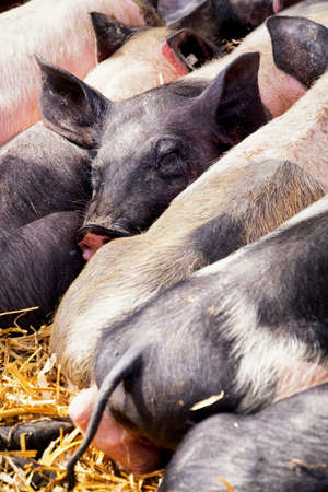 piglets at a farm