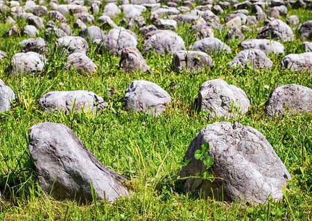 rows of rocks at a meadowの写真素材