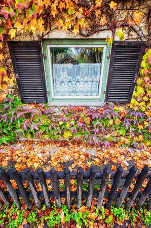 beautiful ivy at an old facadeの写真素材