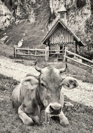 cow in front of an old chapel - european alpsの写真素材