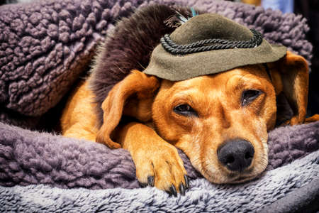 sleeping dog with hatの写真素材