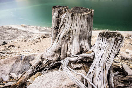 dead tree trunks and roots at a lake
