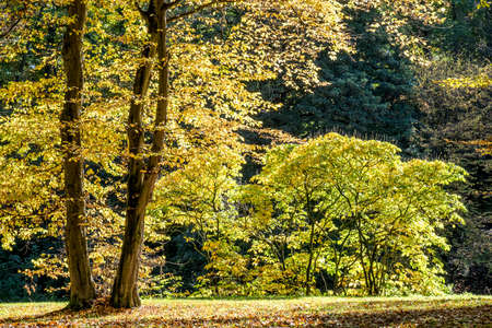 trees at fall - forest nea vienna