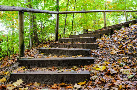 steps at a footpath in a forestの写真素材