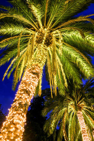 illuminated palms at a streetの写真素材