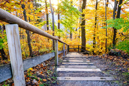 steps at a footpath in a forestの写真素材