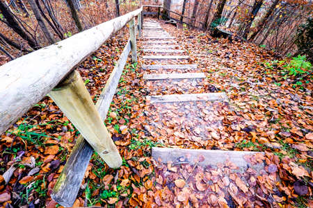 steps at a footpath in a forestの写真素材