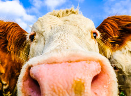 beautiful cows at a farm near viennaの写真素材