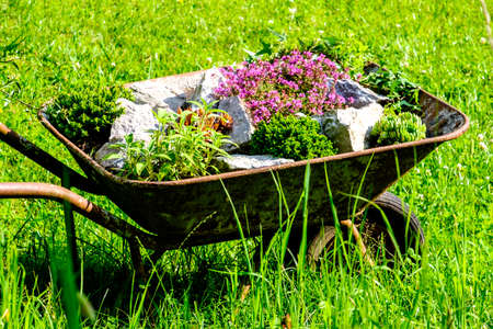 flowers in an old cart at a meadow