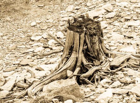 dead tree trunks and roots at a lakeの写真素材