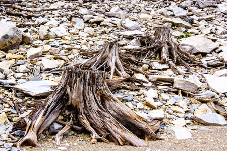 dead tree trunks and roots at a lakeの写真素材