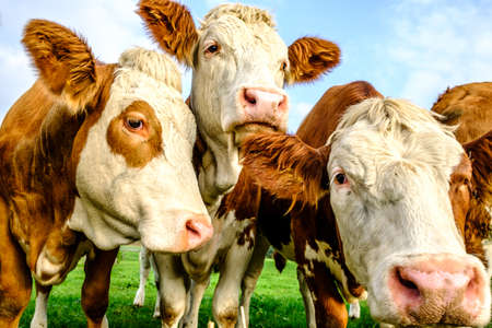 beautiful cows at a farm near viennaの写真素材