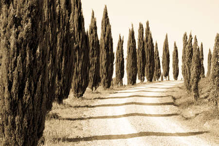 cypress trees at a dirt road in italyの写真素材