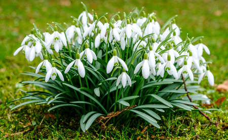 close-up of beautiful snowdrops - Galanthusの写真素材