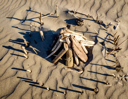 part of a tree at a beachの写真素材