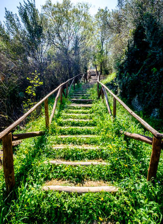 steps at a footpath in a forestの写真素材